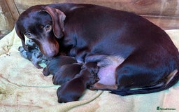 Dachshund dogs for sale: Beautiful Dachshund Puppies  - Image 8