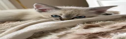 Oriental cats for sale: Stunning Oriental Ragdolls  - Advert 7
