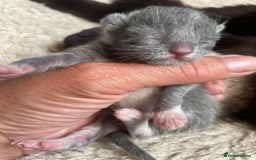 Domestic Shorthair cats for sale: Beautiful kittens  - Image 8