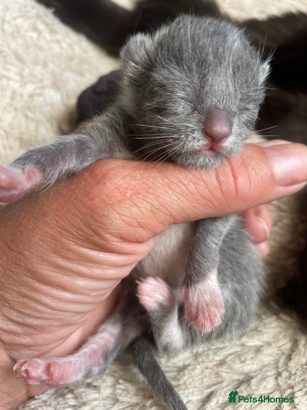 Domestic Shorthair cats for sale: Beautiful kittens  - Image 8