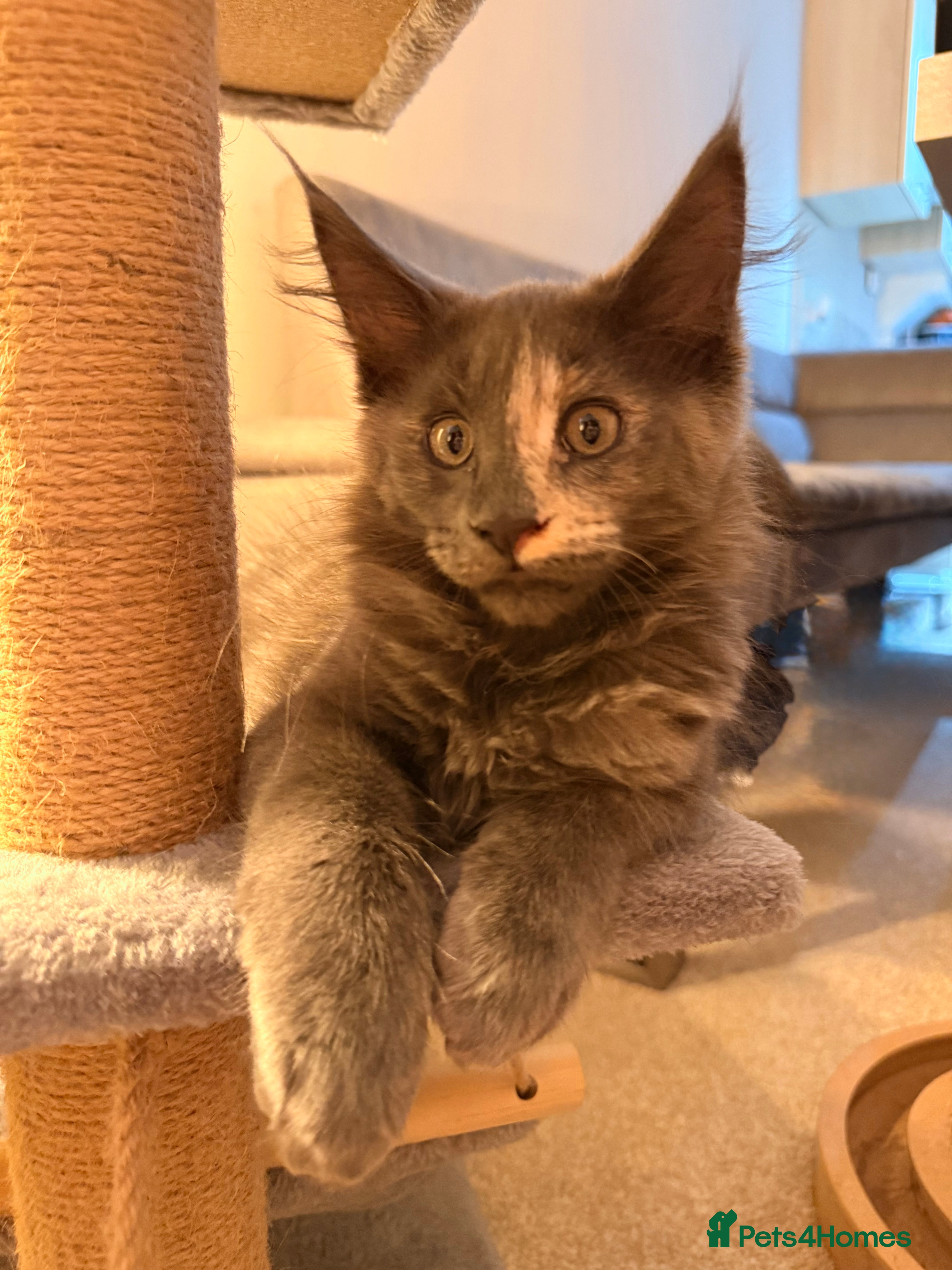 Maine Coon cats Beautiful Maine Coon Girls ready now - Advert 4