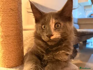 Maine Coon cats Beautiful Maine Coon Girls ready now - Advert 4