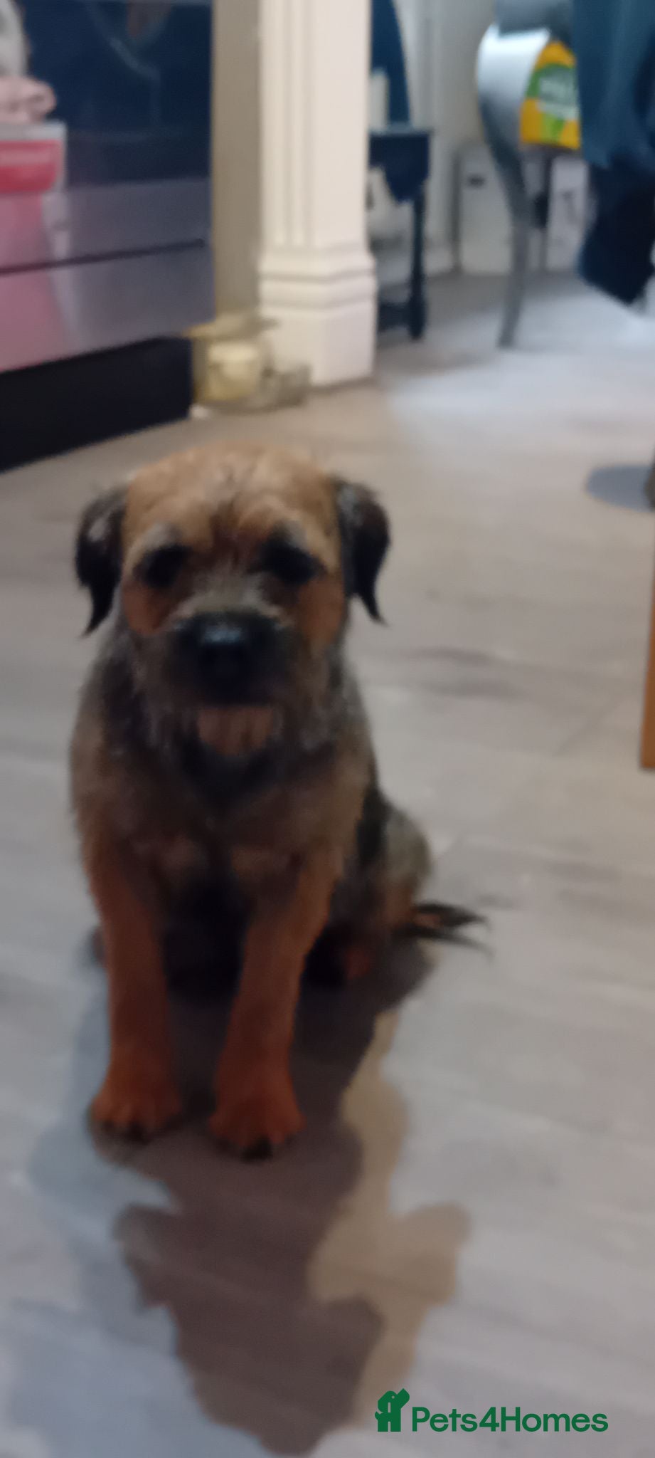 Border Terrier dogs Boarder terriers pups  - Advert 9