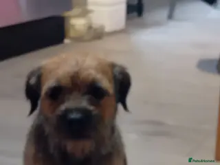 Border Terrier dogs Boarder terriers pups - Advert 4