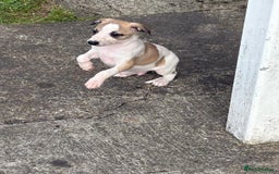 Whippet dogs for sale: Whippet pups ready now  - Image 11
