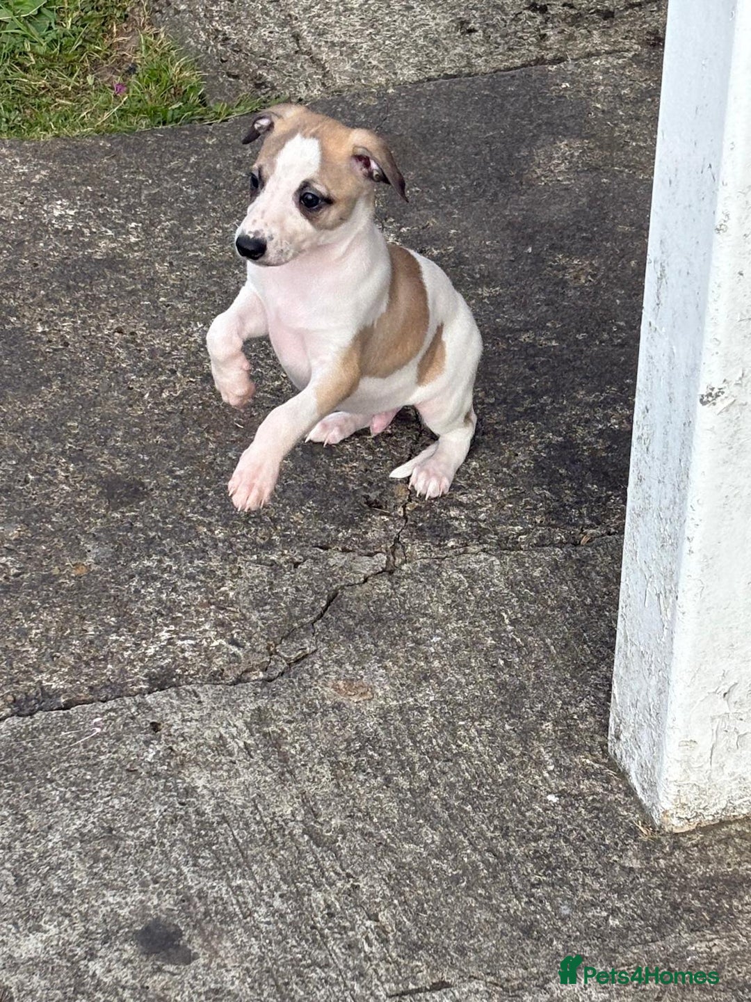Whippet dogs for sale: Whippet pups ready now  - Image 11