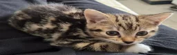Mixed Breed cats for sale: Beautiful mixed breed kitten - Advert 2