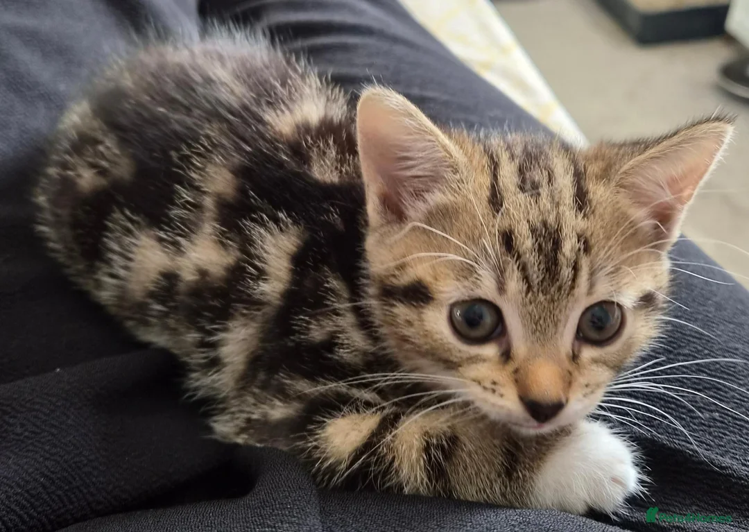 Mixed Breed cats for sale: Beautiful mixed breed kitten - Advert 2