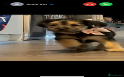 Mixed Breed dogs for sale: Shihtzu cross cocapoo (shihpoo) puppies  - Advert 15