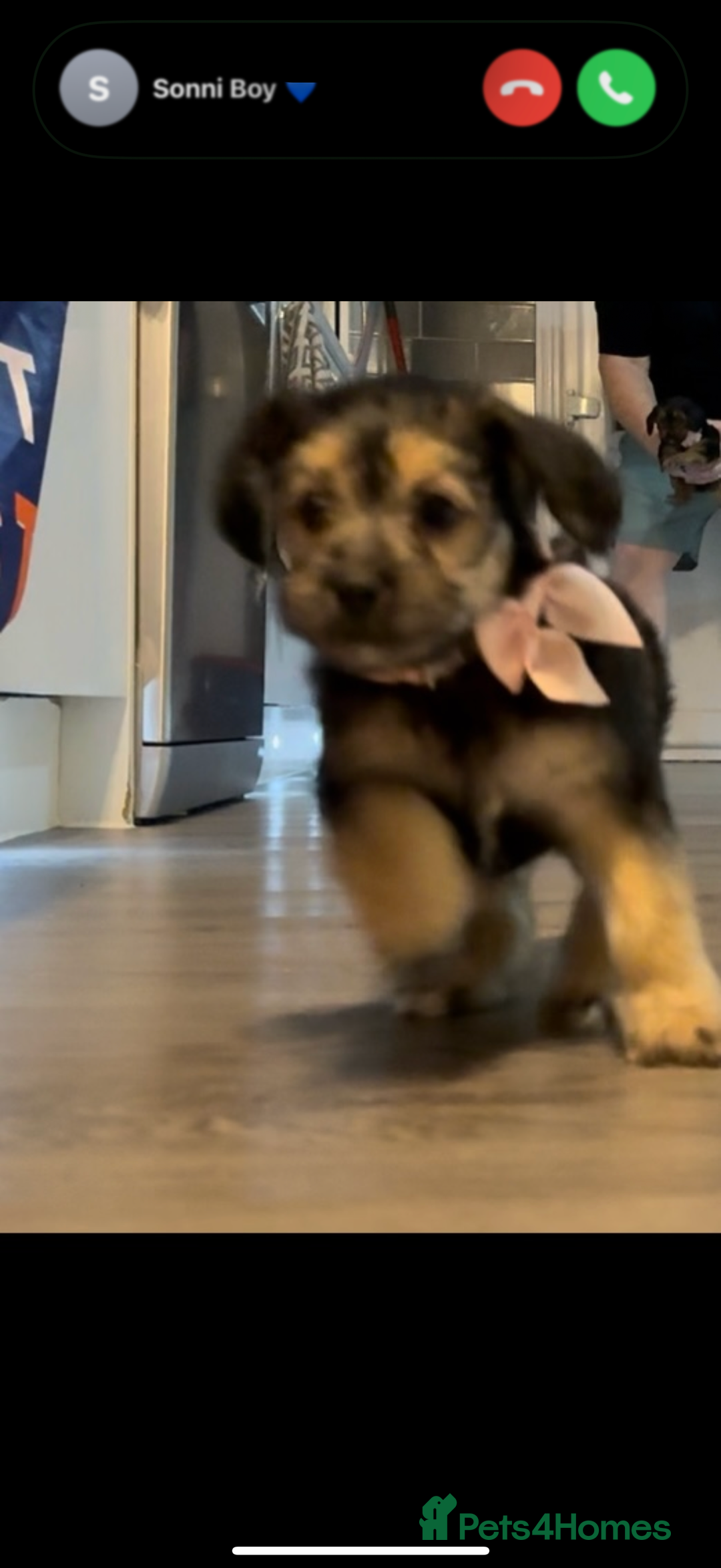 Mixed Breed dogs for sale: Shihtzu cross cocapoo (shihpoo) puppies  - Advert 15