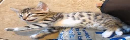 Bengal cats for sale: Beautiful Bengal cross kittens  - Advert 16