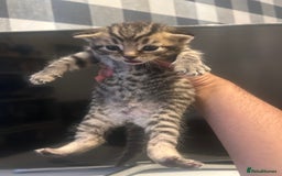 British Shorthair cats for sale: BSH KITTENS - Image 6