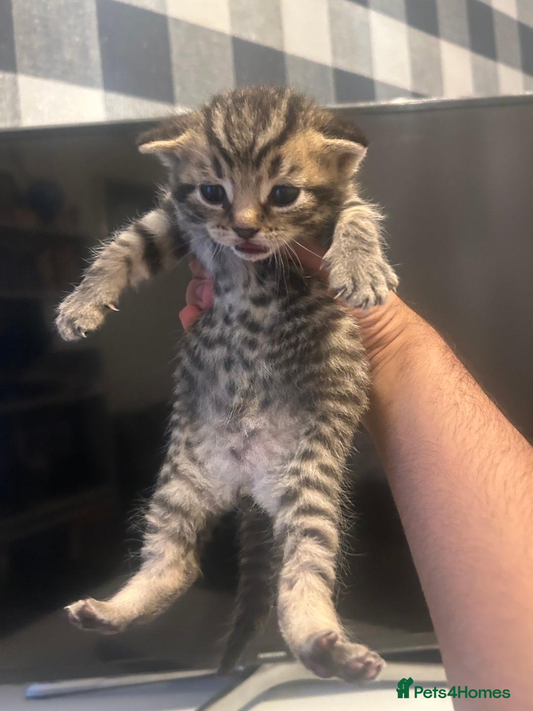 British Shorthair cats for sale: BSH KITTENS - Image 6