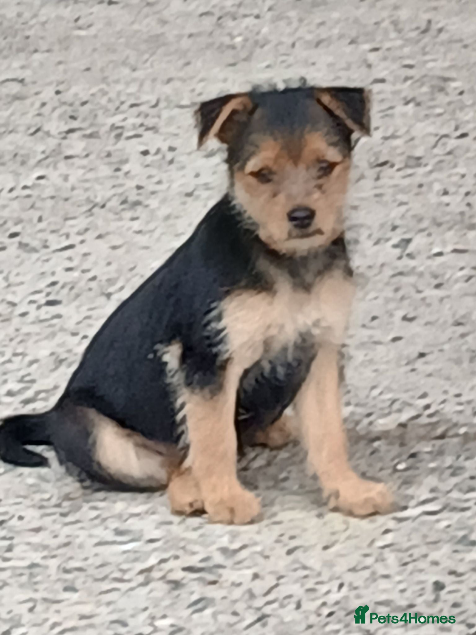 Jack Russell dogs Gorgeous terrier puppies £550 each - Advert 10