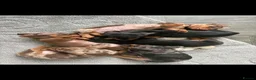 Miniature Dachshund dogs for stud: Chocolate/isabella miniature dachshund  - Advert 10