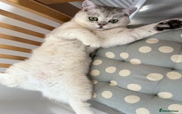 British Shorthair cats for sale: Kitten for sale  - Image 2