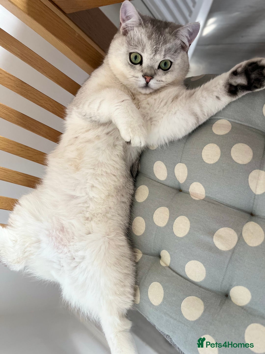 British Shorthair cats for sale: Kitten for sale  - Image 2