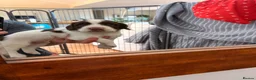 English Springer Spaniel dogs for sale: English springer spaniels liver and white  in Cupar - Advert 3