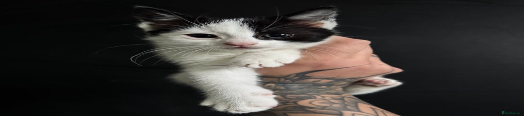Mixed Breed Kitten 3