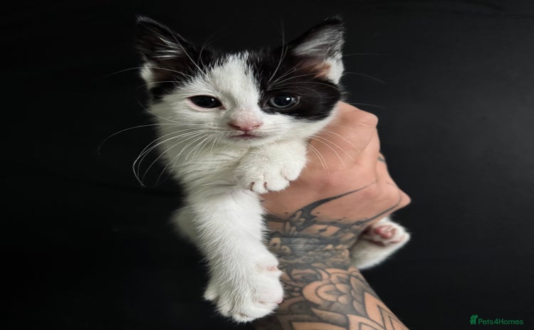 Mixed Breed cats - Advert 6