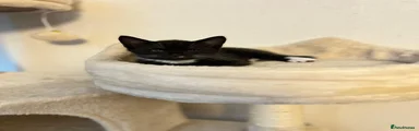 Female All Black with Socks 