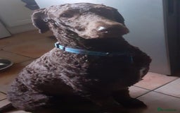 Labradoodle dogs for stud: PROVEN Healthy Labradoodle STUD - Hypoallergenic  - Image 17