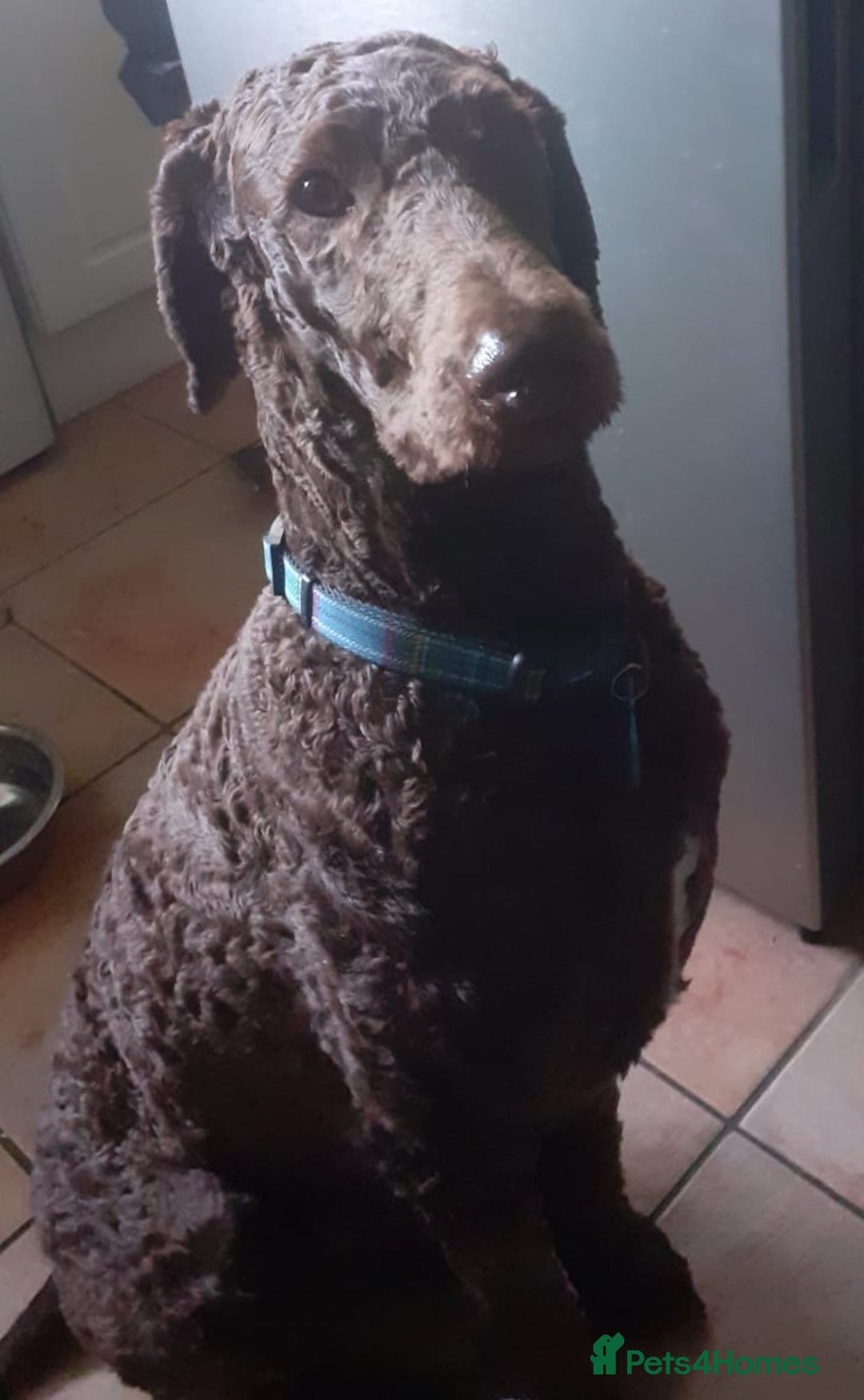 Labradoodle dogs for stud: PROVEN Healthy Labradoodle STUD - Hypoallergenic  - Image 17