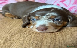 Miniature Dachshund dogs for sale: Beautiful kc mini dachshunds  - Image 2