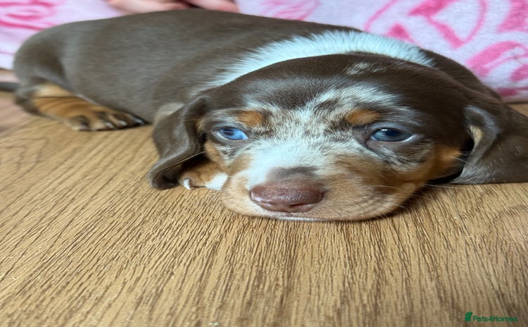 Miniature Dachshund dogs - Advert 12