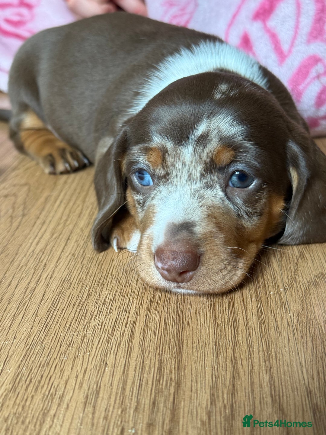 Miniature Dachshund dogs for sale: Beautiful kc mini dachshunds  - Image 2