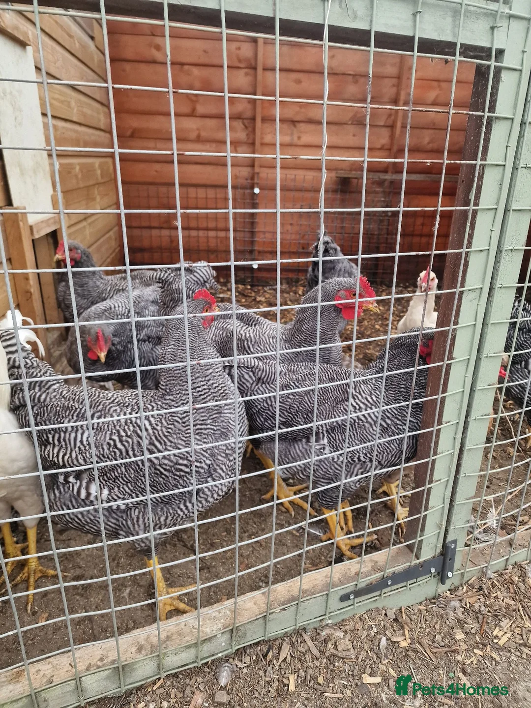 Chickens poultry for sale: Barred plymouth rock cocks - Advert 2