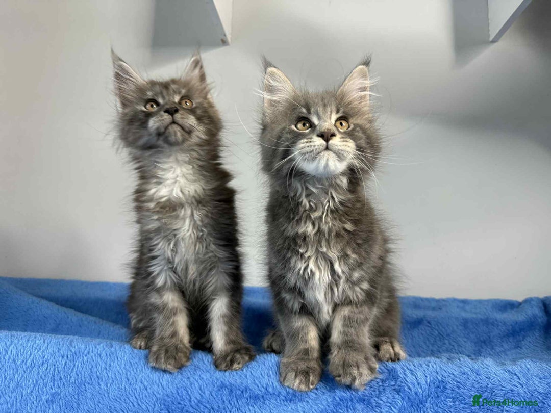 Maine Coon cats for sale: Kittens Maine Coon registered with Gccf  - Image 18
