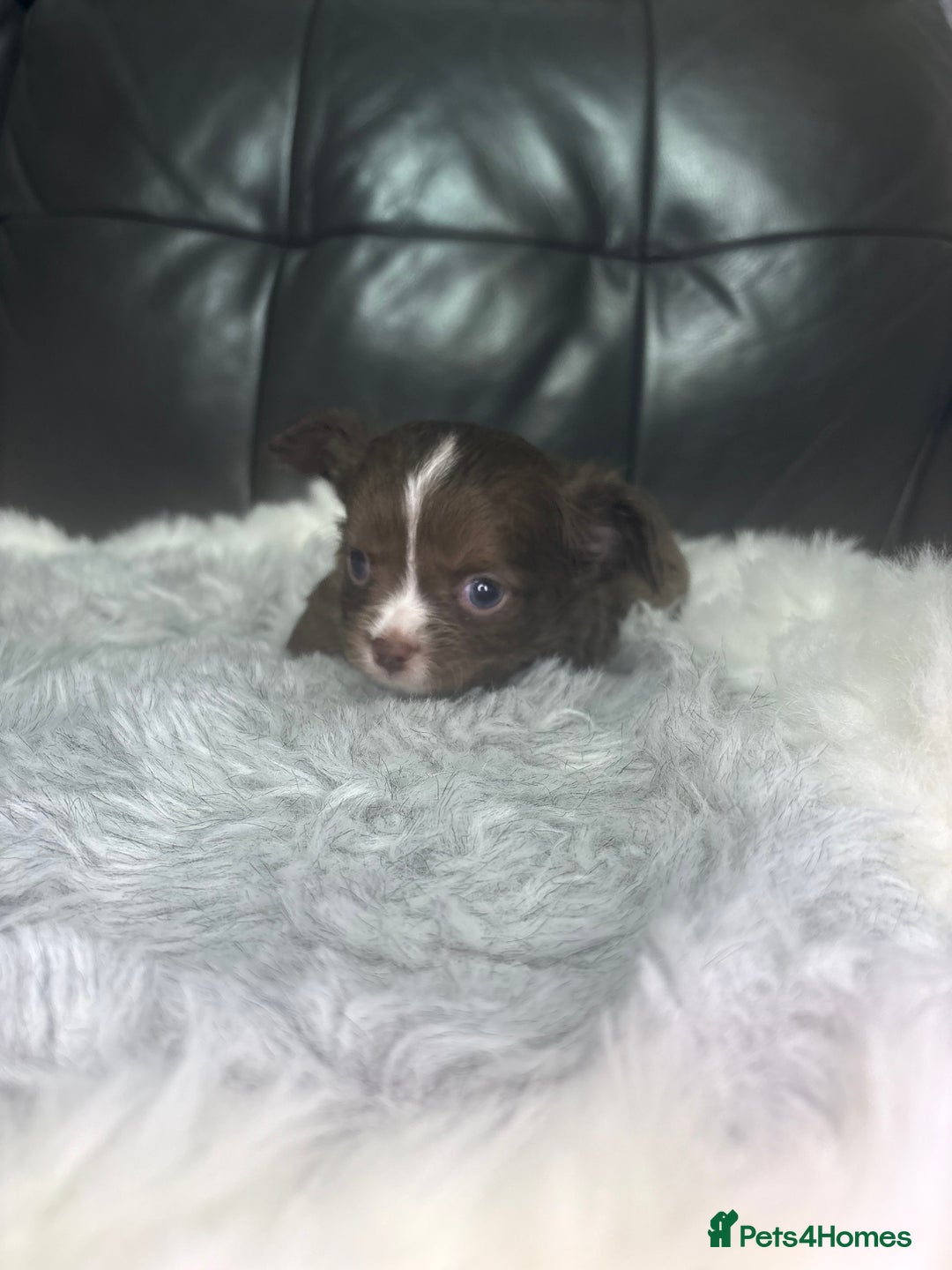 Chihuahua dogs for sale: Stunning tiny Chihuahua puppy’s male female  - Advert 31