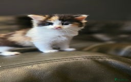 Mixed Breed cats for sale: Cute fluffy mixed kittens.  - Image 7