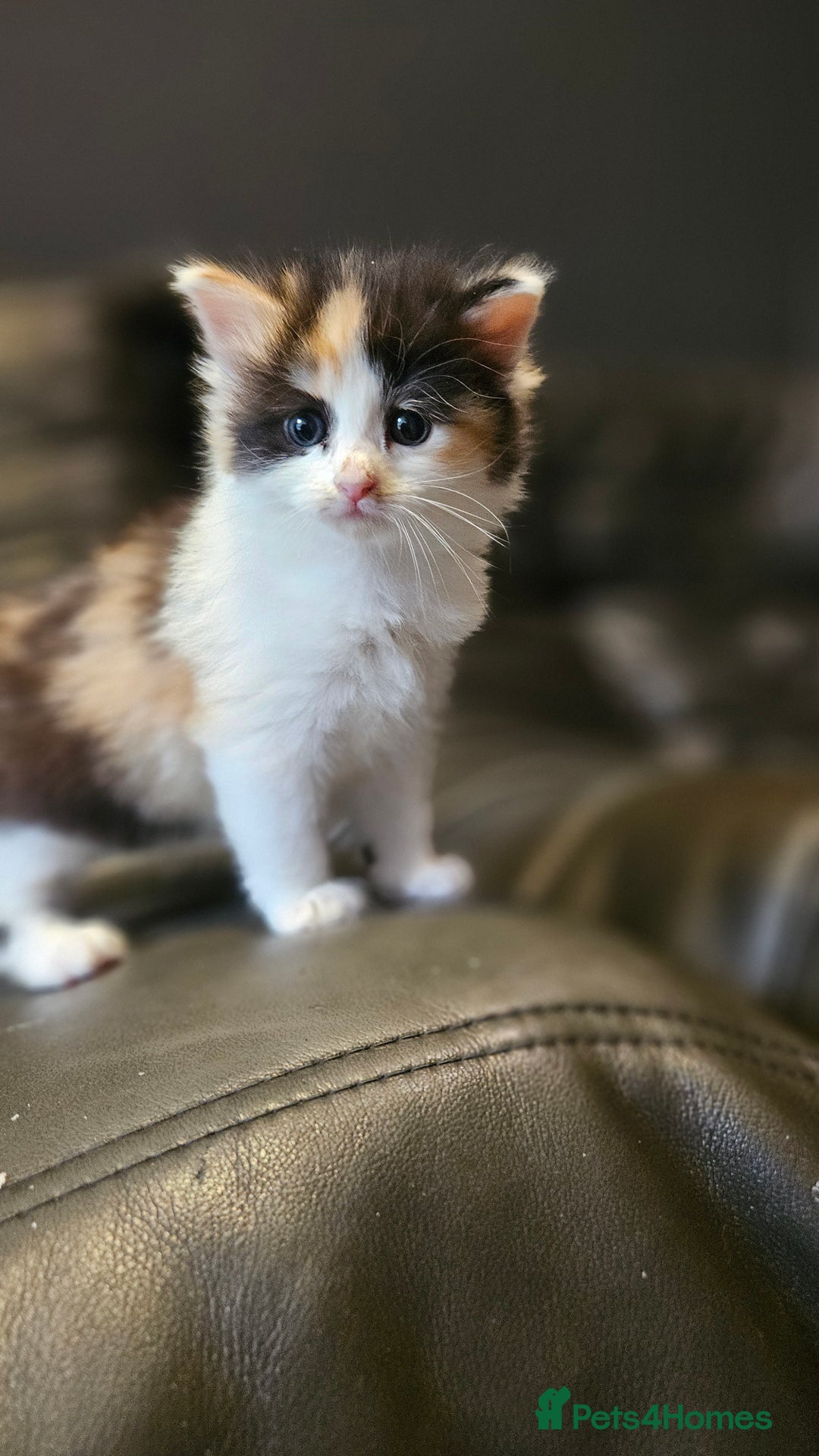 Mixed Breed cats for sale: Cute fluffy mixed kittens.  - Image 7