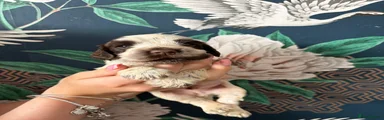 Cocker Spaniel 2