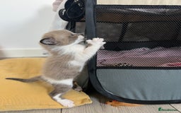 Ragdoll cats for sale: Ragdoll kittens £600-£1,000 - Image 24