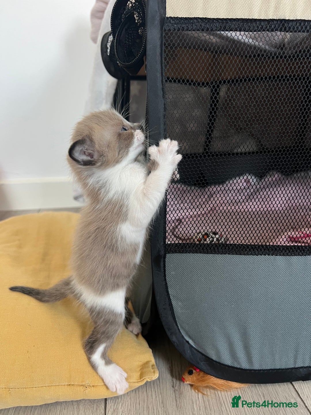 Ragdoll cats for sale: Ragdoll kittens £600-£1,000 - Image 24