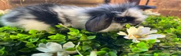 Mini Lop rabbits for sale: Gorgeous pure Mini lops and mini lion lops  - Advert 12