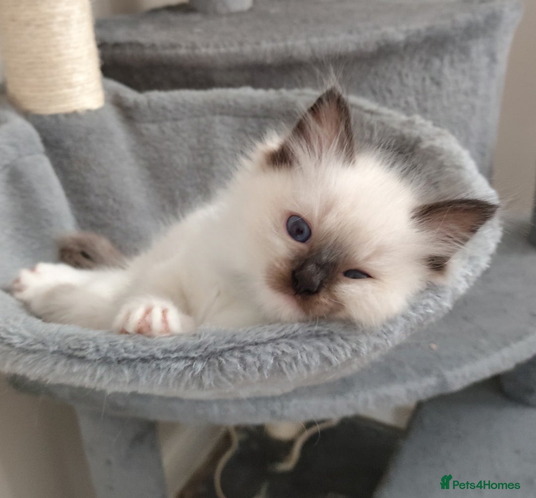 Ragdoll cats for sale: Adorable Ragdoll Kitten ready now - Image 15