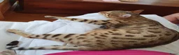 Bengal cats for sale: Pure Bengal kittens - 3 girls left - Advert 17