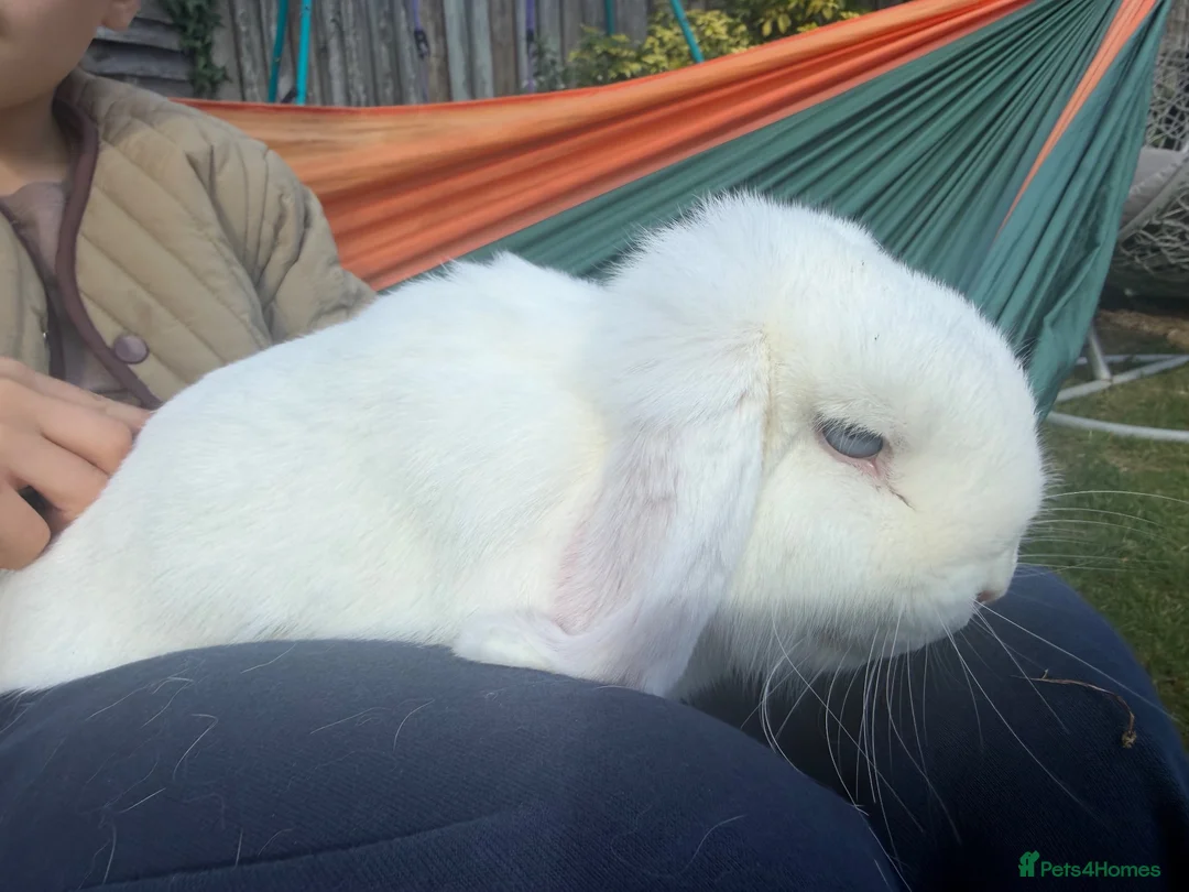 Mini Lop rabbits for sale: Mini loops female rabbits - Advert 2