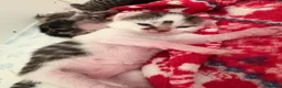 Domestic Shorthair cats for sale: Beautiful kitten  - Advert 2
