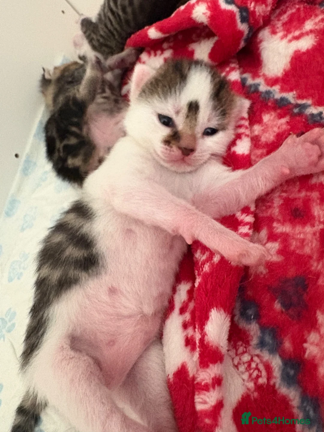 Domestic Shorthair cats for sale: Beautiful kitten  - Advert 2