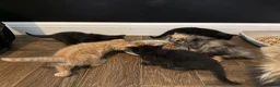 Mixed Breed cats for sale: Fluffy mix breed kittens  in Gloucester - Advert 4