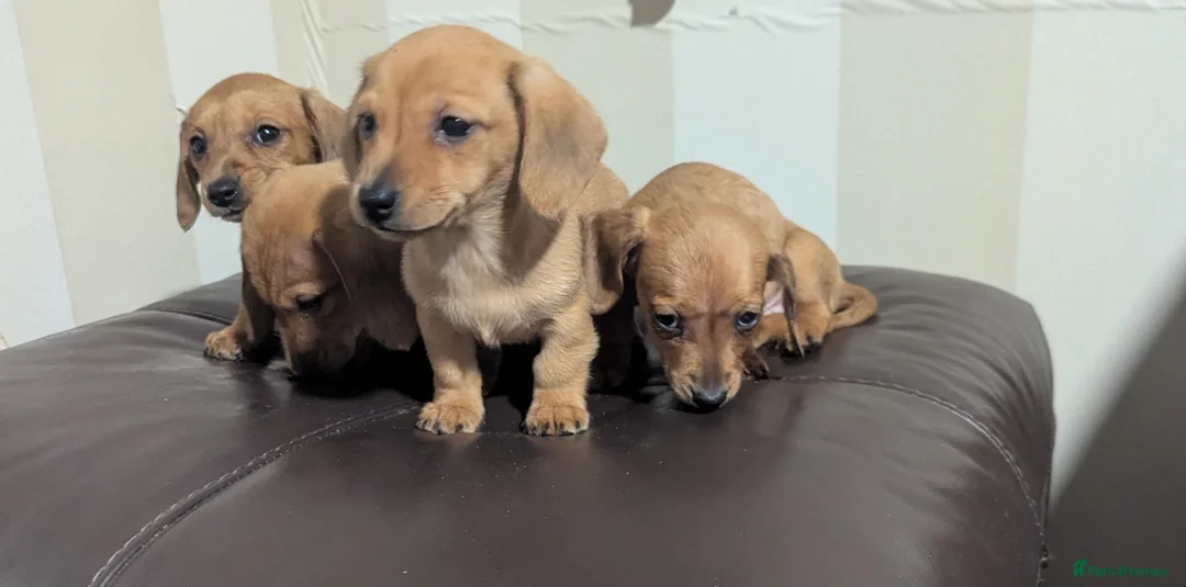 Miniature Dachshund dogs for sale: KC REGISTERED PRA CLEAR  - Advert 5