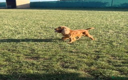 Cocker Spaniel dogs for sale: Rehoming Cocker Spaniel - Advert 2