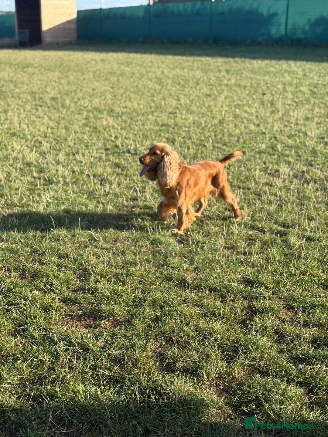 Cocker Spaniel dogs for sale: Rehoming Cocker Spaniel - Advert 2