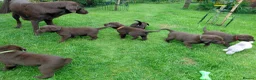 Labrador Retriever dogs for sale: Chocolate Labradors Puppies,Health Tested Parents  - Advert 5