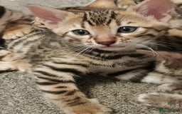 Bengal cats for sale: Bengal kittens  - Image 11